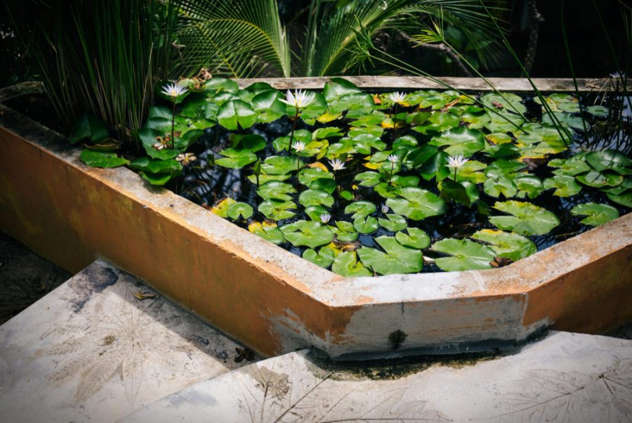 Quelles plantes choisir pour un bassin extérieur durable ?