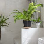 Plantes pour salle de bain pour un intérieur zen