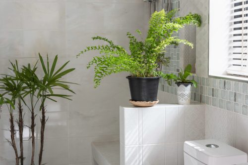 Plantes pour salle de bain : quelles espèces choisir pour un intérieur zen
