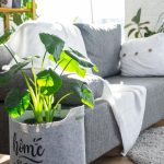 choisir et entretenir les meilleures variétés les Plantes purificatrices d'air