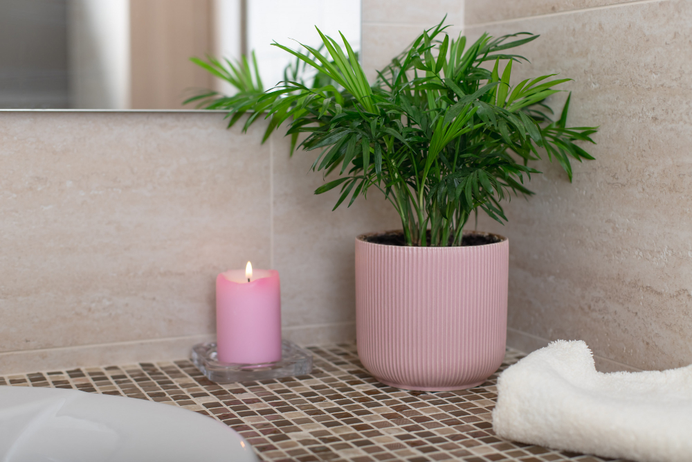 plante pour une salle de bain 